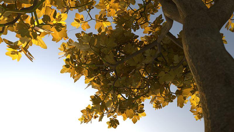 Gemeine Feige (Ficus Carica) im Herbst