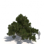 Pinus contorta subsp. contorta